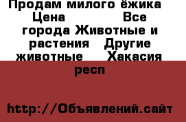 Продам милого ёжика › Цена ­ 10 000 - Все города Животные и растения » Другие животные   . Хакасия респ.